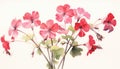 Vibrant Geranium Cluster on White Background in Contemporary Watercolor Style .