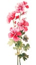 Vibrant Geranium Cluster on White Background in Contemporary Watercolor Style .