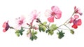 Vibrant Geranium Cluster on White Background in Contemporary Watercolor Style .