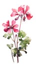 Vibrant Geranium Cluster on White Background in Contemporary Watercolor Style Perfect for Floral Design Projects .