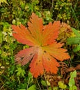 Vibrant Geranium leaf with a black spot on its side on a white background