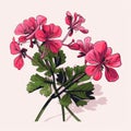 Vibrant Geranium Plant Illustration With Pink Flowers