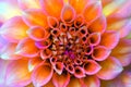 Vibrant Gerbera