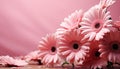 Vibrant gerbera daisy bouquet showcases nature beauty in pink generated by AI