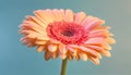 Vibrant gerbera daisy, close up of single flower beauty in nature generated by AI Royalty Free Stock Photo