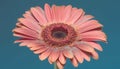 Vibrant gerbera daisy petal, a single flower in close up generated by AI