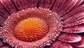 Vibrant gerbera daisy petal, wet with dew, in close up generated by AI