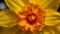 Vibrant gerbera daisy in wet meadow beauty generated by AI