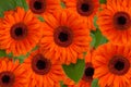 Vibrant Gerbera Flowers Royalty Free Stock Photo