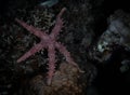 Vibrant giant sea star (Pisaster giganteus) atop a jagged rock in a tranquil aquatic environment