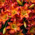 Vibrant Ginger Lilies: A Carnival of Color in Tropical Splendor