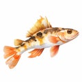 Watercolor Goby Clipart With White Background