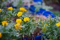 Vibrant golden blooms yellow dwarf petite French marigolds growing in large blue pot at backyard garden in Dallas, Texas, America
