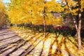 Vibrant golden maple tree alley in sunny autumn park