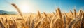 Vibrant golden wheat field on a sunny summer day, creating a picturesque farm background