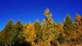 Vibrant golden yellow color in autumn under morning light