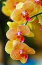 Vibrant golden yellow phalaenopsis orchids