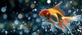 A Vibrant Goldfish Creates A Mesmerizing Splash, Full Of Life And Energy