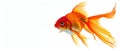 A Vibrant Goldfish Gracefully Leaps, Defying The Confines Of Its Watery World