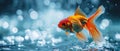 A Vibrant Goldfish Leaps Energetically From The Glistening Surface Of The Water