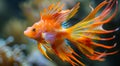 Vibrant Goldfish Swimming in Aquarium