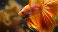 Vibrant Goldfish Swimming in Sunlit Waters