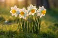 Golden Blooms: A Stunning Trio of Daffodils Dancing in a Sea of Grass Royalty Free Stock Photo