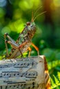 Vibrant Grasshopper Perched on Musical Score in Natural Sunlit Setting A Harmony of Nature and Art Royalty Free Stock Photo