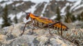 Vibrant Orange and Black Mountain Cricket on Rock Royalty Free Stock Photo