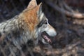 Vibrant Gray Timber Wolf In the Wild Royalty Free Stock Photo