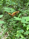 Vibrant greater fritillary butterfly on the leafy edge of a lush green shrub