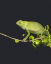 Vibrant green adult chameleon perched on a tree branch