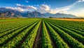 Vibrant green agricultural fields with parallel rows of crops leading to snow-capped mountains under a dynamic blue sky Royalty Free Stock Photo