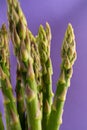 Vibrant green asparagus contrast beautifully against a rich purple background. Royalty Free Stock Photo