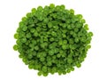 Vibrant green balls in a circular arrangement Royalty Free Stock Photo