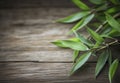 Green Bamboo Leaves on Rustic Wooden Surface Royalty Free Stock Photo