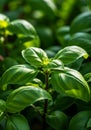 Vibrant Green Basil Plant Closeup Royalty Free Stock Photo