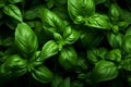 Vibrant Green basil. Generate Ai