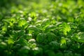 Vibrant Green Basil Plant Leaves Illuminated by Sunlight in a Lush Garden, Fresh Herbal Agriculture Concept Royalty Free Stock Photo
