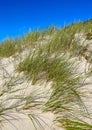 Lush green dune grass on sandy beach against clear blue sky Royalty Free Stock Photo