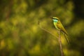 Green bee-eater bird on a branch Royalty Free Stock Photo