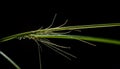 Vibrant green blade of grass with dew drop on black background generated by AI Royalty Free Stock Photo