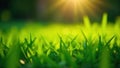 Vibrant green blades of grass basking in the golden sunlight of a summer day. Generative AI Royalty Free Stock Photo
