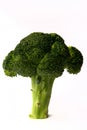 Vibrant Green Broccoli Floret on a White Background