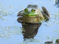 Vibrant Green Bullfrog Sitting in Water with Algae Water