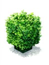 Cube Shaped Green Bush in Dark Pot on White Background Royalty Free Stock Photo
