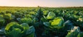 The vibrant green cabbage field basking in morning sunlight. AI generated image Royalty Free Stock Photo