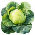 A vibrant green cabbage with large leaves and a dense, compact head. isolated on white background Royalty Free Stock Photo