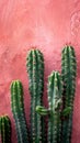 Vibrant Green Cactus Against a Rustic Pink Plaster Wall Capturing the Textures and Colors of Nature Resilience in Urban Setting