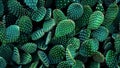 Vibrant Green Cactus Garden
